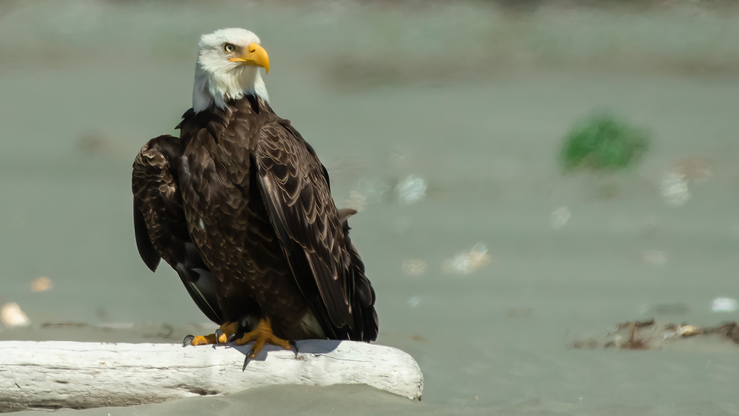 Washington Coast Eagle 02